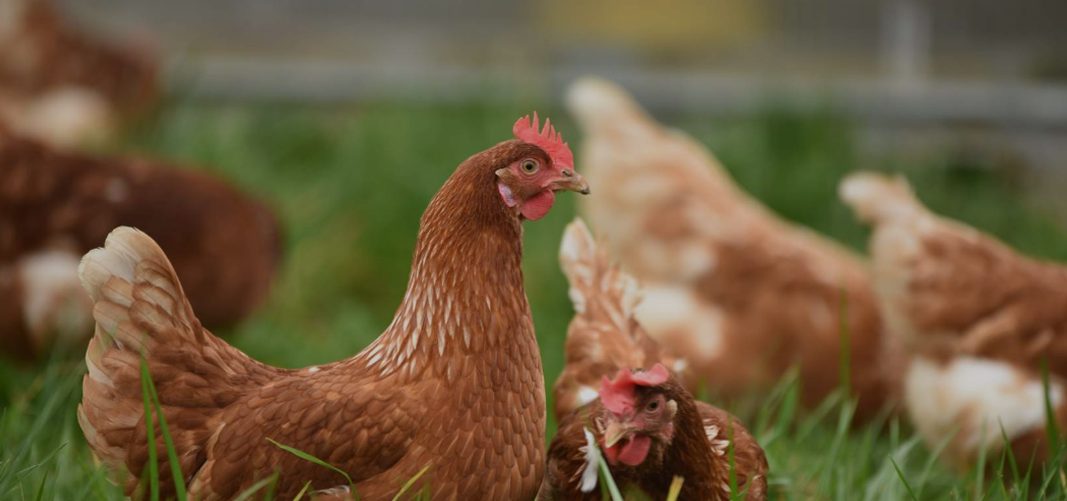 Canadian Livestock Transport Course Audit - Poultry